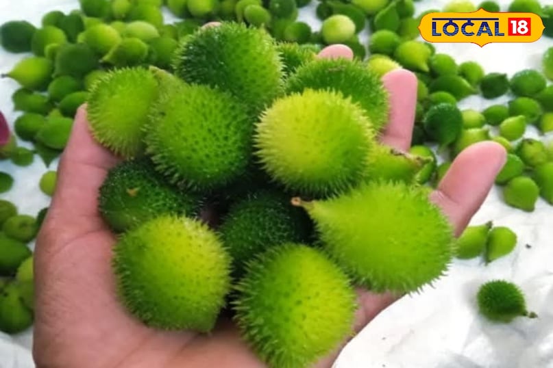 Food, Food Ideas, Bitter Gourd, Home Tips, Food Tips, Homemade Tips, Home Remedy, Home Tips, Dadi Nani's prescriptions, kitchen tips, Local 18, Jamui, Bihar 