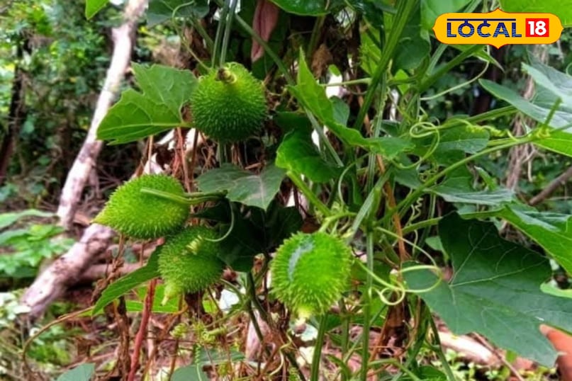 Food, Food Ideas, Bitter Gourd, Home Tips, Food Tips, Homemade Tips, Home Remedy, Home Tips, Dadi Nani's prescriptions, kitchen tips, Local 18, Jamui, Bihar 
