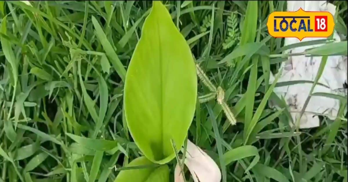 ATM की तरह पैसा उगलती है ये फसल, बाजार में है तगड़ी डिमांड, सालों भर होगी छप्परफाड़ कमाई