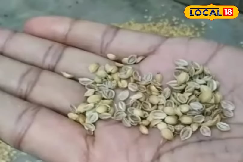 गमले में हरा धनियां कैसे उगाएं, हरा धनियां उगाते समय किन बातों का ध्यान रखें, हरा धनियां कैसे उगाएं, बरसात में हरा धनिया कैसे उगाएं, बरसात में हरा धनिया की देखरेख कैसे करें, लोकल 18, How to grow green coriander in a pot, what to keep in mind while growing green coriander, how to grow green coriander, how to grow green coriander in rainy season, how to take care of green coriander in rainy season, Local 18 गमले में हरा धनियां कैसे उगाएं, हरा धनियां उगाते समय किन बातों का ध्यान रखें, हरा धनियां कैसे उगाएं, बरसात में हरा धनिया कैसे उगाएं, बरसात में हरा धनिया की देखरेख कैसे करें, लोकल 18, How to grow green coriander in a pot, what to keep in mind while growing green coriander, how to grow green coriander, how to grow green coriander in rainy season, how to take care of green coriander in rainy season, Local 18