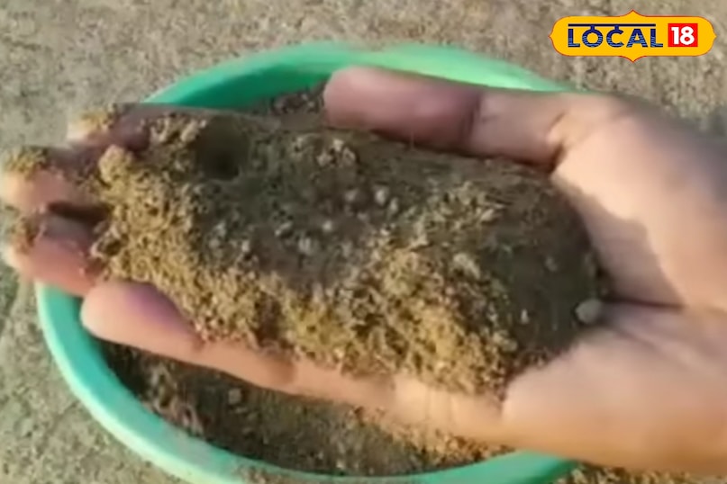 गमले में हरा धनियां कैसे उगाएं, हरा धनियां उगाते समय किन बातों का ध्यान रखें, हरा धनियां कैसे उगाएं, बरसात में हरा धनिया कैसे उगाएं, बरसात में हरा धनिया की देखरेख कैसे करें, लोकल 18, How to grow green coriander in a pot, what to keep in mind while growing green coriander, how to grow green coriander, how to grow green coriander in rainy season, how to take care of green coriander in rainy season, Local 18 गमले में हरा धनियां कैसे उगाएं, हरा धनियां उगाते समय किन बातों का ध्यान रखें, हरा धनियां कैसे उगाएं, बरसात में हरा धनिया कैसे उगाएं, बरसात में हरा धनिया की देखरेख कैसे करें, लोकल 18, How to grow green coriander in a pot, what to keep in mind while growing green coriander, how to grow green coriander, how to grow green coriander in rainy season, how to take care of green coriander in rainy season, Local 18