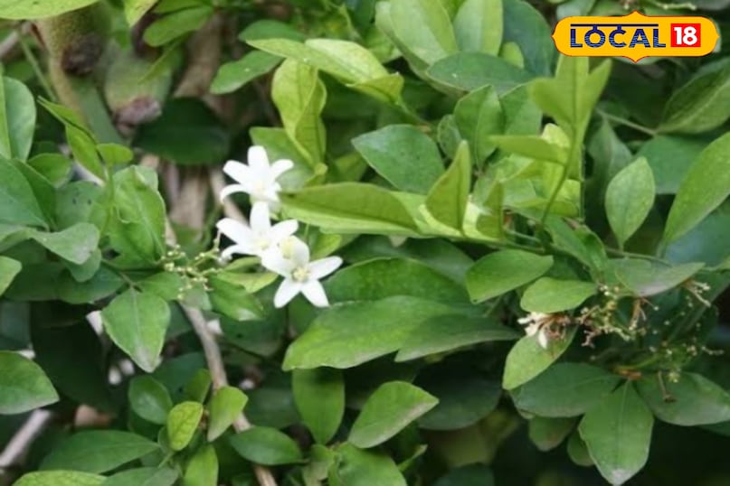 Shardunika plant Shardunika plant