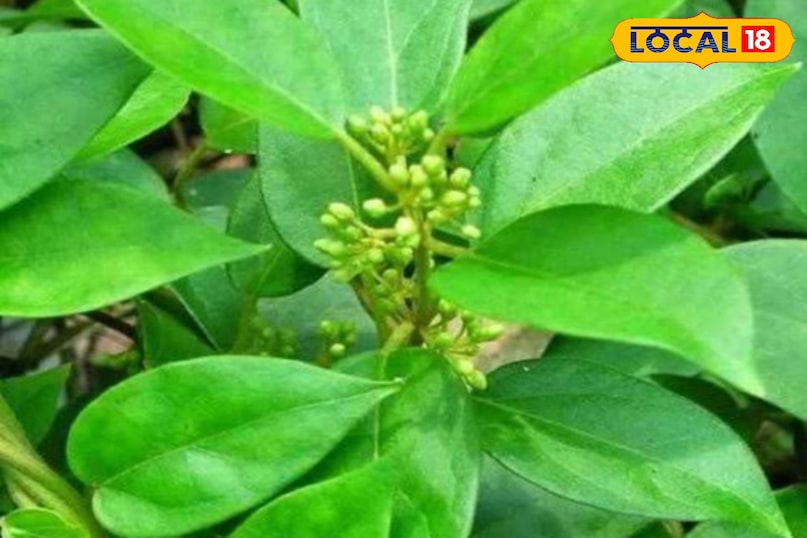 Shardunika plant Shardunika plant