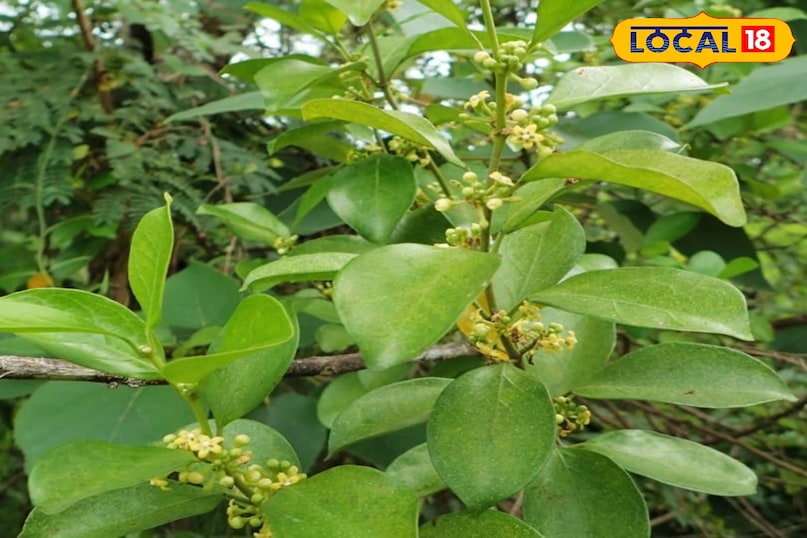 Shardunika plant Shardunika plant
