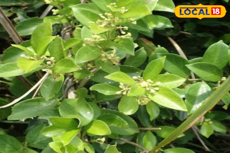 Shardunika plant Shardunika plant