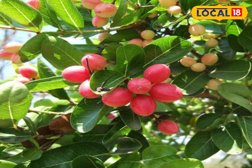 Chhatarpur Chhatarpur