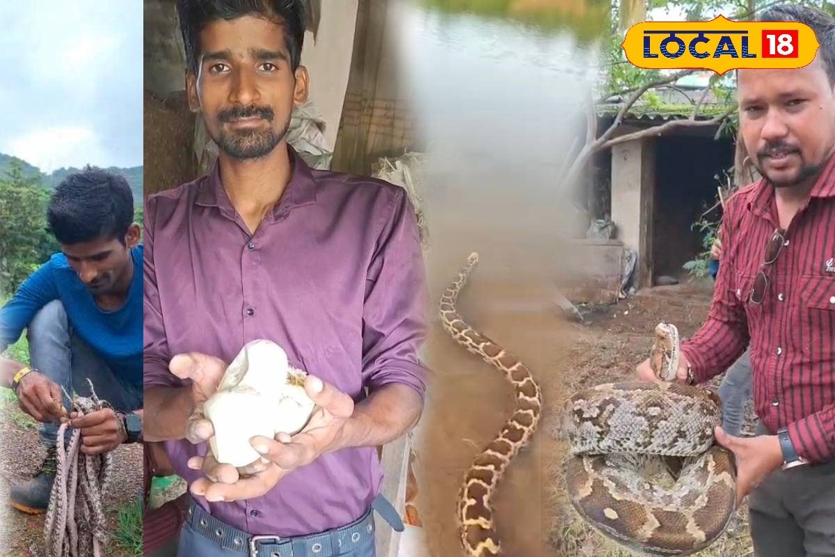 21 अंडों से निकले अजगर के बच्चे, खेत में मिला था 12 फीट लंबा अजगर