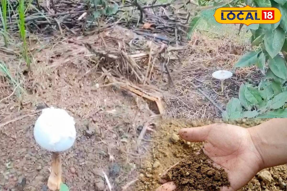 किसान भाई मिट्टी के ये खेल समझ गए तो खेतों से उगलेगा सोना, एक्सपर्ट से समझें