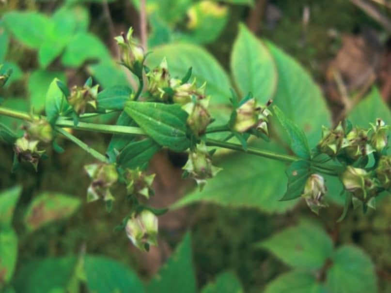 What does the Swartia chirata plant look like? What does the Swartia chirata plant look like?
