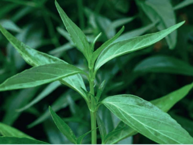Where is Swartia Chirata Found in Uttarakhand? Where is Swartia Chirata Found in Uttarakhand?