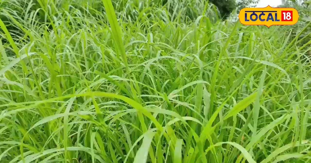 मानसून में नहीं हो रही बारिश? धान की जगह तुरंत लगा दें ये फसल… लेकिन पहले करें 2 ग्राम वाला ये जुगाड़