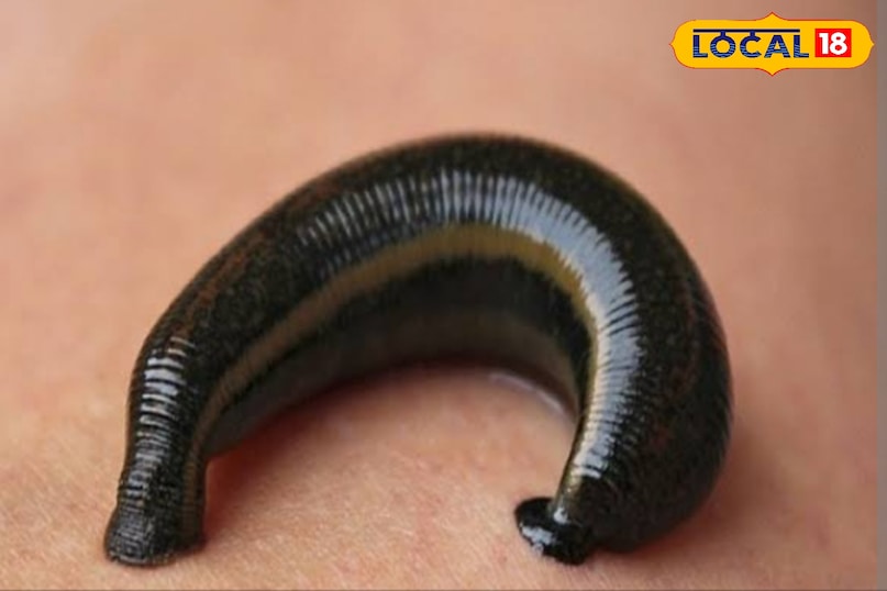 leech leech