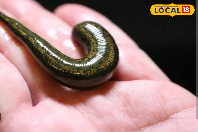 leech leech