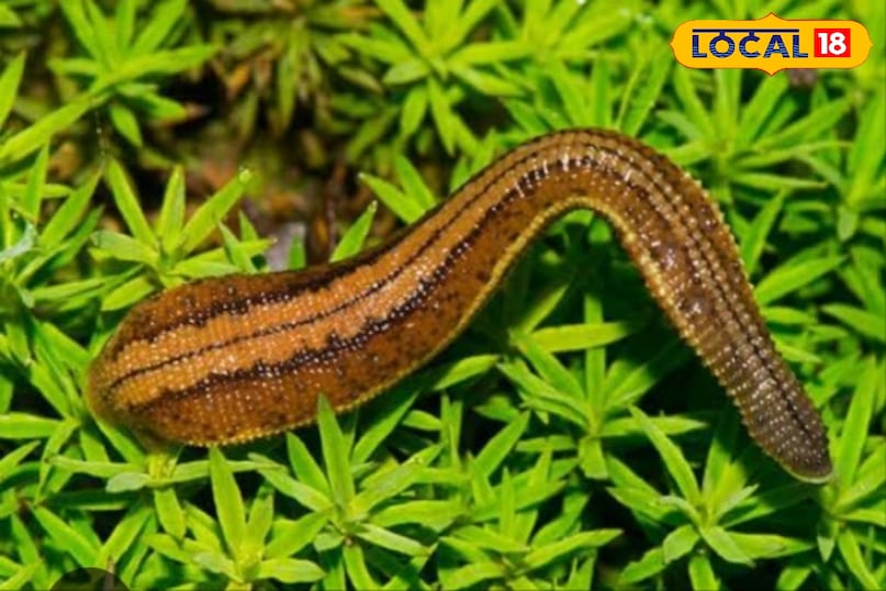 leech leech