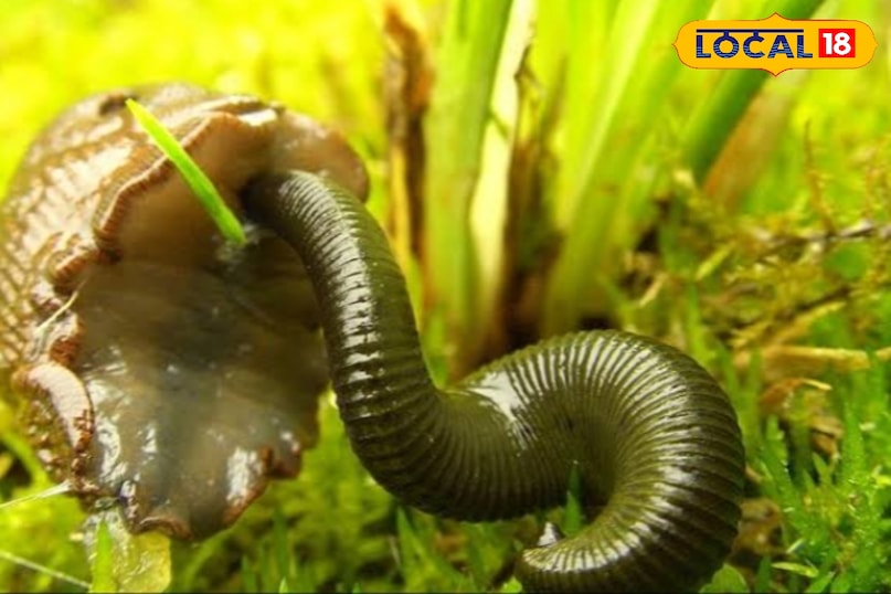 leech leech