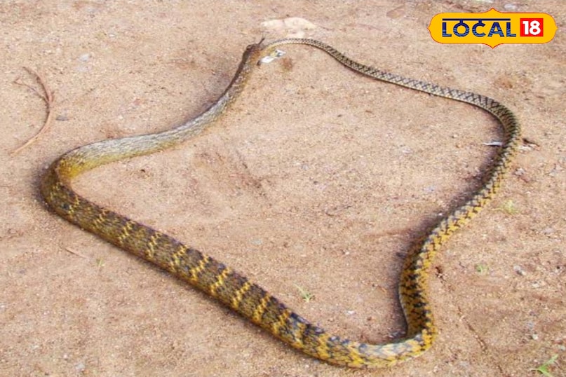Chhatarpur Chhatarpur