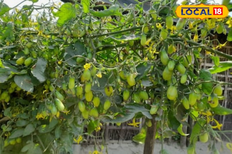 Moradabad News, Hindi News, Up News, Local News, Moradabad News, Hindi News, Local News, UP News. 