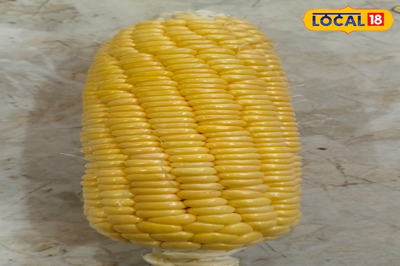 Maize 