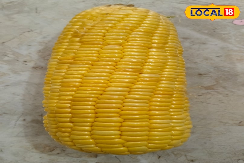 Maize