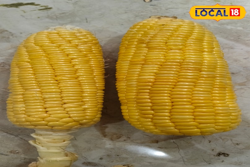 Maize 