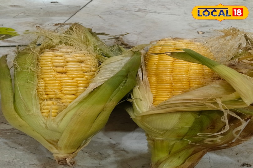 Maize 