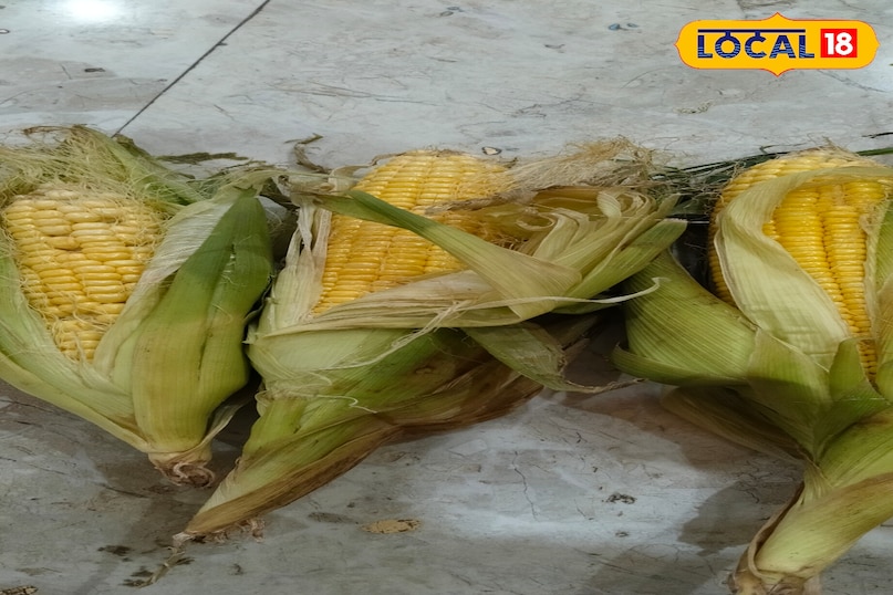 Maize 