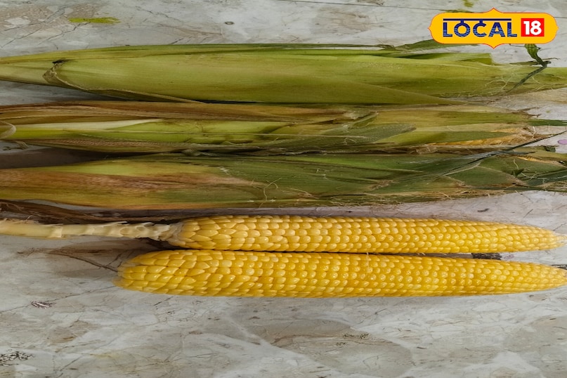 Maize 