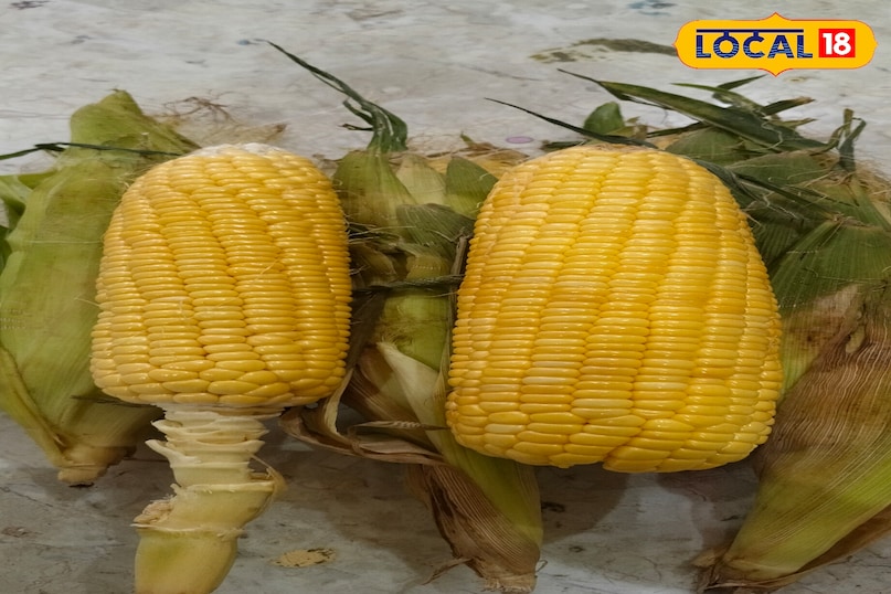 Maize 