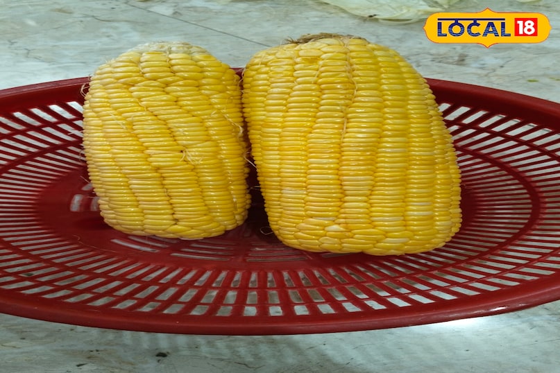 Maize 