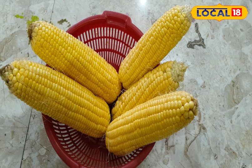 Maize 