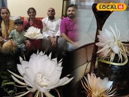 साल में एक बार खिलता है ये फूल, किस्मत वाले पाते हैं दर्शन...देखें तस्वीरें!