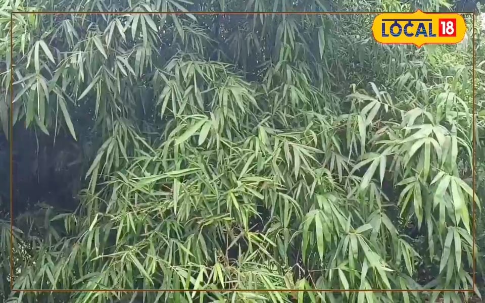 जुलाई में धान नहीं, लगा दें ये घास, 50 साल तक छापें नोट, न खाद देना पड़ेगा, न पानी, बच्चे कहेंगे वाह! पिता जी वाह!