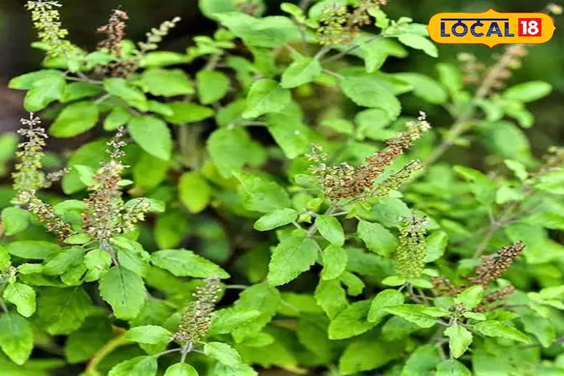 Gardening Tips,Tulsi plant care during monsoon,How to protect Tulsi in rainy season,Neem oil spray for Tulsi,Best time to water Tulsi,Tulsi pruning tips,Rainy season plant care, तुलसी के पौधे की देखभाल,बारिश में तुलसी की देखभाल कैसे करें,तुलसी पौधे की सुरक्षा टिप्स,तुलसी की छंटाई कब करें,तुलसी में कीट से बचाव,बरसात में तुलसी को बचाने के उपाय, Gardening Tips,Tulsi plant care during monsoon,How to protect Tulsi in rainy season,Neem oil spray for Tulsi,Best time to water Tulsi,Tulsi pruning tips,Rainy season plant care, तुलसी के पौधे की देखभाल,बारिश में तुलसी की देखभाल कैसे करें,तुलसी पौधे की सुरक्षा टिप्स,तुलसी की छंटाई कब करें,तुलसी में कीट से बचाव,बरसात में तुलसी को बचाने के उपाय,