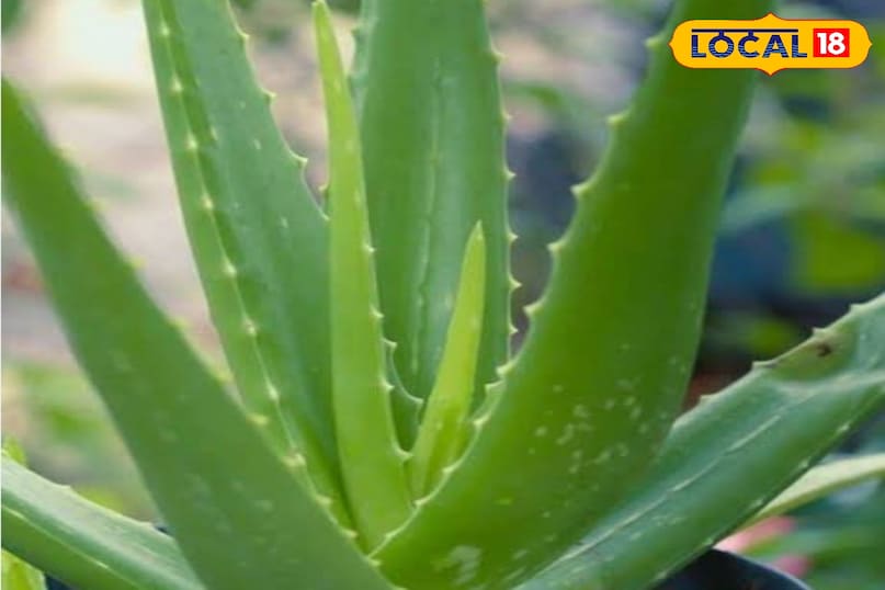 Aloe Vera Aloe Vera