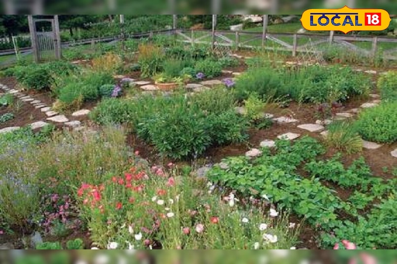 Monsoon plant care, Rainy season plant care, How to protect plants in monsoon, Monsoon gardening tips, Rainy season gardening, Monsoon tips for indoor plants, local18, khargone letest news, Madhya Pradesh hindi news, tips and tricks 