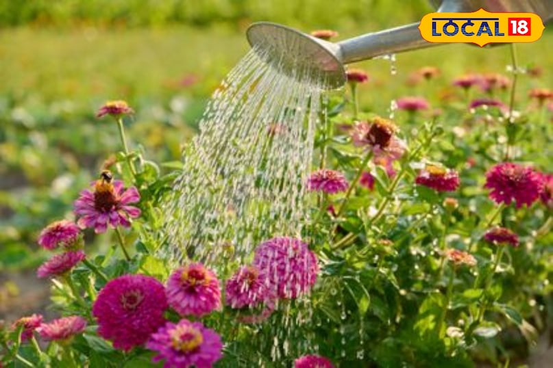 Monsoon plant care, Rainy season plant care, How to protect plants in monsoon, Monsoon gardening tips, Rainy season gardening, Monsoon tips for indoor plants, local18, khargone letest news, Madhya Pradesh hindi news, tips and tricks 