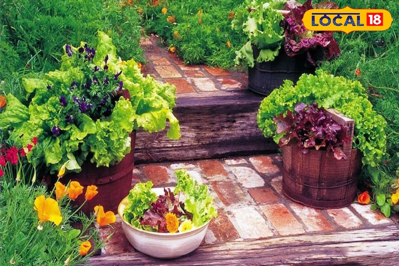 Monsoon plant care, Rainy season plant care, How to protect plants in monsoon, Monsoon gardening tips, Rainy season gardening, Monsoon tips for indoor plants, local18, khargone letest news, Madhya Pradesh hindi news, tips and tricks 