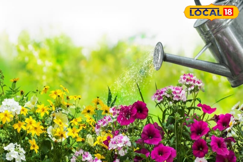 Monsoon plant care, Rainy season plant care, How to protect plants in monsoon, Monsoon gardening tips, Rainy season gardening, Monsoon tips for indoor plants, local18, khargone letest news, Madhya Pradesh hindi news, tips and tricks 