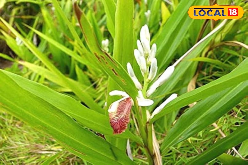 Benefits of Kulanjan 
