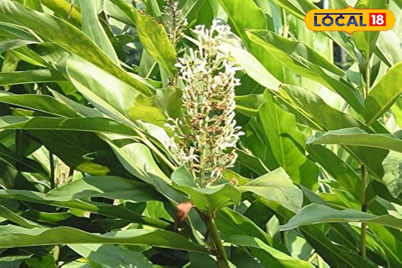 Benefits of Kulanjan Benefits of Kulanjan