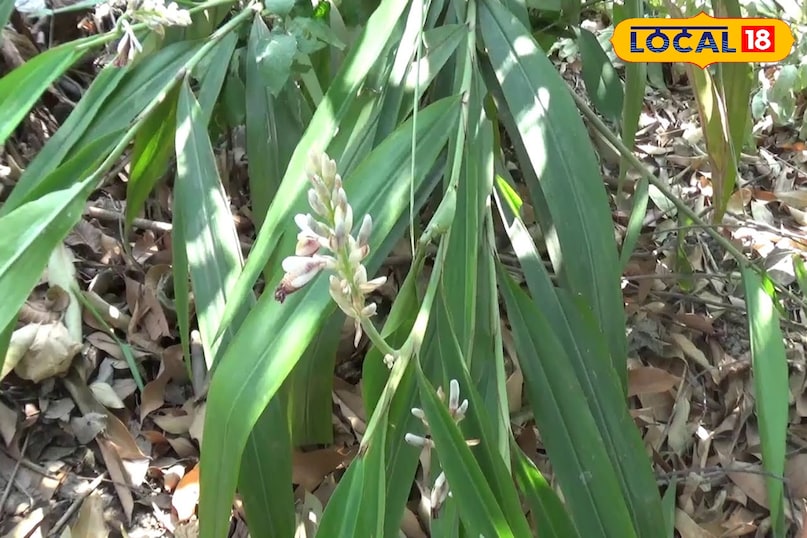 Kulanjan Benefits Kulanjan Benefits