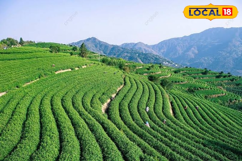 Kausani tea garden Kausani tea garden