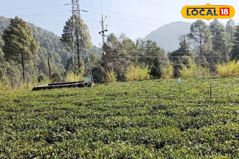 Shyamkhet tea garden Shyamkhet tea garden