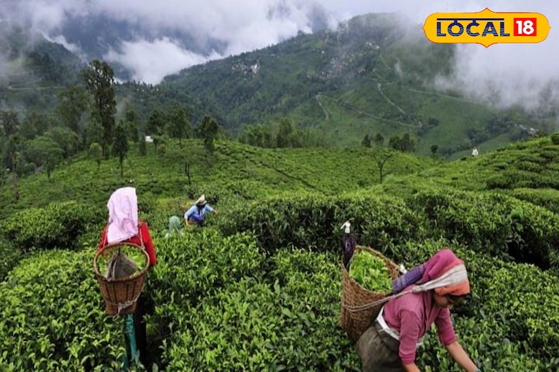 Tea garden almora Tea garden almora