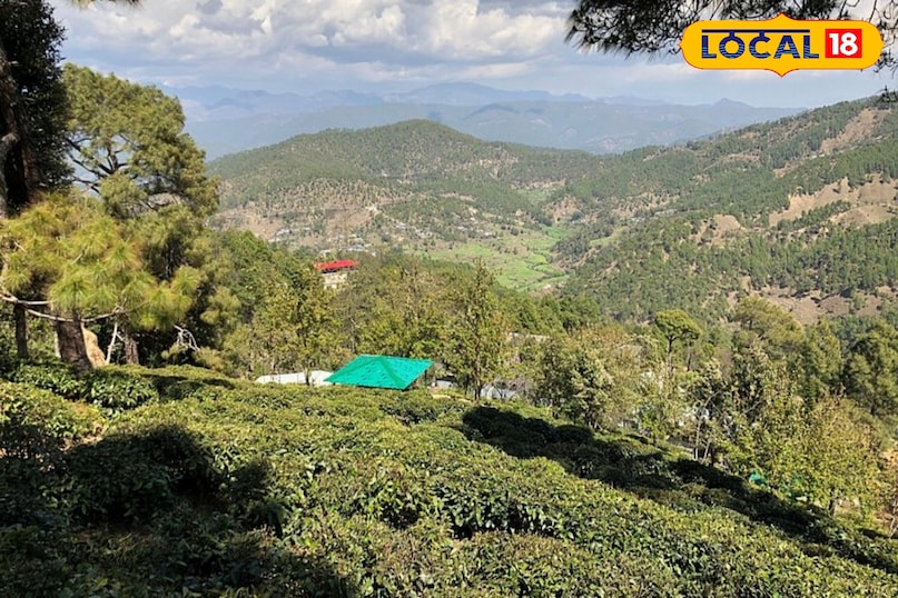 Tea Garden Bageshwar Tea Garden Bageshwar