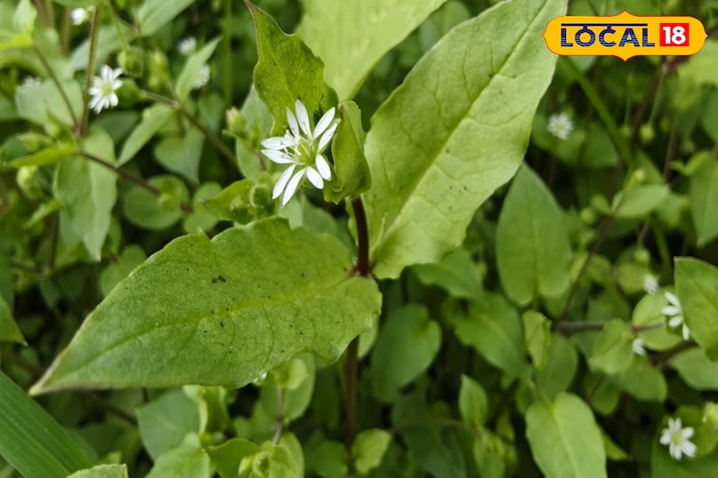 औषधि 