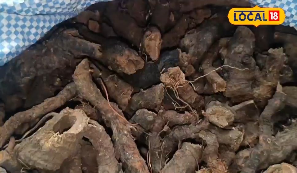 बरसात के मौसम में करें इस फल का सेवन, बुखार से लेकर इन्फेक्शन को रखेगा कोसो दूर, डॉक्टर से जानें फायदे