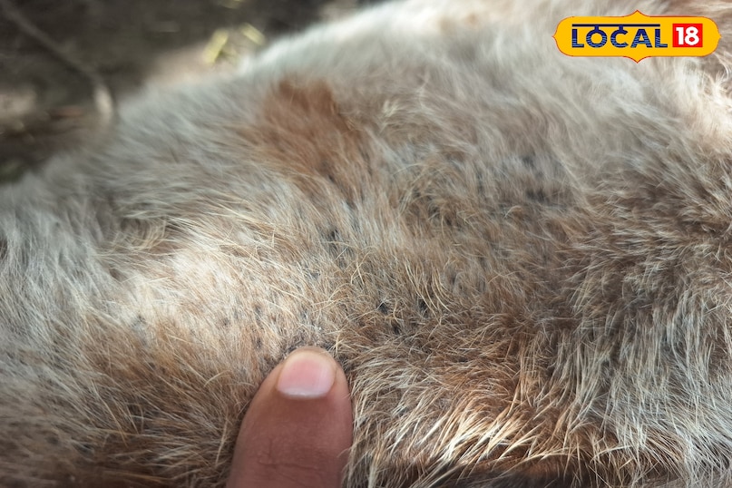 गाय-भैंस के लिए बेहद खतरनाक है ये जूं, संक्रमण से बचाने के लिए अपनाएं ये उपाय गाय-भैंस के लिए बेहद खतरनाक है ये जूं, संक्रमण से बचाने के लिए अपनाएं ये उपाय