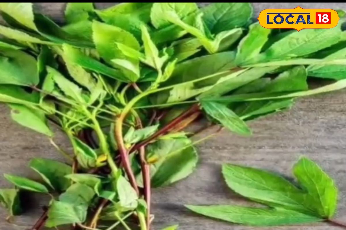 बरसात में बनती है निमाड़ की सबसे चहेती भाजी, आमाड़ी के स्वाद के दीवाने हैं सभी