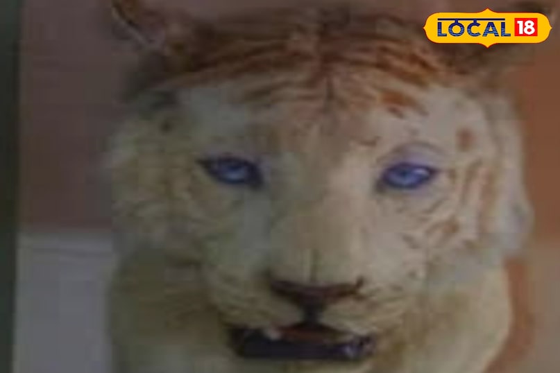 International Tiger Day, International Tiger Day 2025, Rewa safari, white tigers, mukundpur tiger safari, "White Tiger , सफेद बाघ , White Tiger History , सफेद बाघ का इतिहास , Rewa White Tiger , रीवा सफेद बाघ , Rewa King Martand Singh , रीवा राजा मार्तण्ड सिंह, अंतरराष्ट्रीय बाघ दिवस,International Tiger Day
